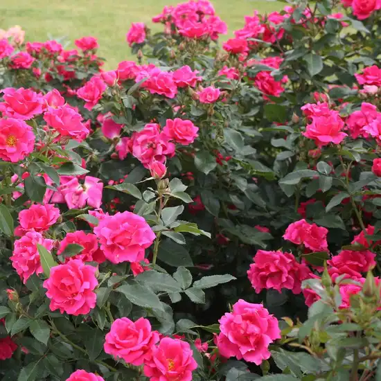 Trandafir cu parfum discret - Trandafiri - Gartenfreund® - 